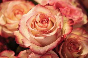 close up of pink rose