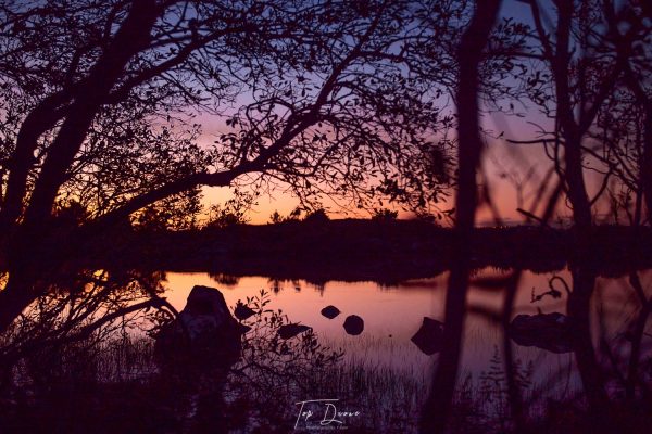 Lough melee through the bushes