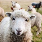 sheep looking at camera