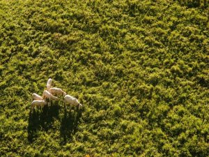 sheep birds eye view by drone