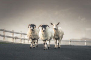 dramatically lit sky with 3 sheep