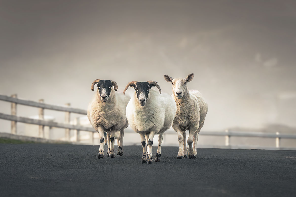 3-sheep