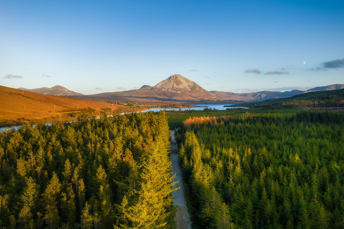errigal mountain and forest foreground