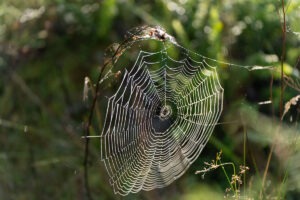 spider web with dew drops