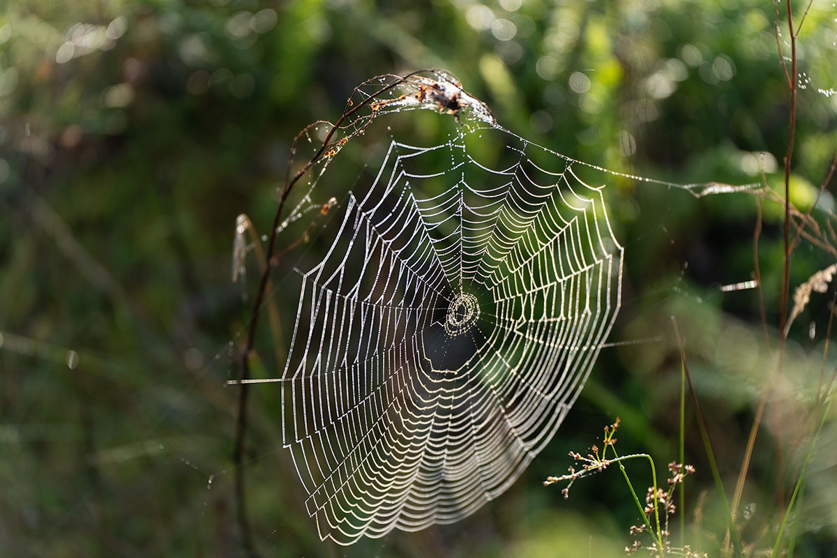 spider-web