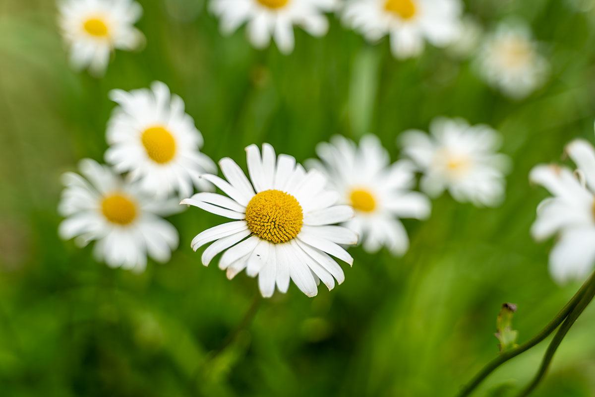 white-flower-with-yellow-centre